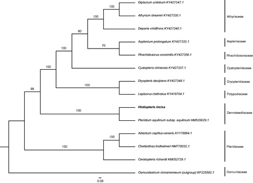 Figure 1. ML phylogenetic tree of Histiopteris incisa with 14 ferns and Osmundastrum cinnamomeum as outgroup based on complete chloroplast genome sequences. Numbers in the nodes are support values with 1000 bootstrap replicates.