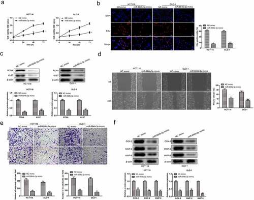 Figure 2. Over-expression of miR-664b-3p regulated the proliferation, migration, and invasion activities of HCT116 and DLD-1. (a) Cell viability was measured by CCK-8, and proliferation was detected by (b) Edu assay. (c) PCNA and Ki-67 expression were inhibited in HCT116 and DLD-1 cells transfected by miR-664b-3p mimics, (d) Wound-healing assay and (e) transwell assay was used to determine the effect of miR-664b-3p on migration and invasion in vitro. (f) The expression level of COX-2, MMP-2, and MMP-9 in overexpressed HCT116 and DLD-1 cells. *P < 0.05, **P < 0.01 vs. NC mimic groups.