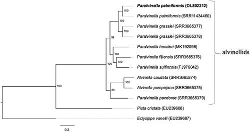 Figure 1. Maximum likelihood phylogeny (GTR nucleotide substitution model) using a 10,665 bp alignment of 12 mitochondrial protein coding genes. The outgroups are species of the polychaete families Terebellidae (P. cristata) and Amphraetidae (E. vanelli). The mitogenome sequenced in this study is indicated in bold. Numbers below nodes are the bootstrap values.