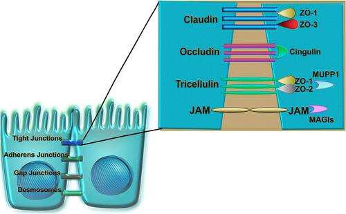 Figure 2 The junctional complex of bronchial epithelial cells. Tight junctions, adherens junction, gap junctions and desmosomes are intracellular junctions which regulate the transport of ions, water and macromolecules between tissue and lumen. TJs consist of claudins, occludin, tricellulin, and JAMs, located directly between neighboring bronchial epithelial cells. They directly interact with cytoplasmic TJs such as cingulin, MUPP1, MAGIs, non-PDZ proteins, and ZO-1, ZO-2, ZO-3 which bind directly to occludin and claudin on one end while also linking to actin fibers on the other end. Created with affinity.serif.com.