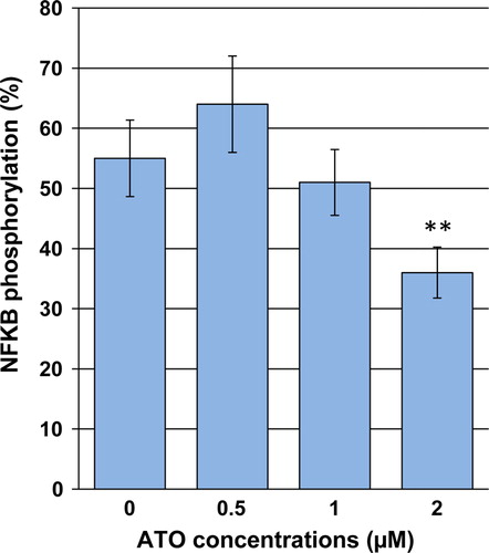 Figure 5. Effects of ATO on activation of NF-κB in NB4 cells. Cells were exposed to desired concentrations of ATO for 48 hours. After the treatment period, the relative phosphorylated level of NF-κB was measured using a cell-based ELISA assay. Values are given as mean ± SD statistically different value of **P < 0.01 was determined compared with the control.