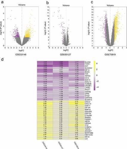 Figure 1. Volcano plots of DEGs distribution in GSE53146 (a), GSE65127 (b) and GSE75819 (c). the yellow and purple dots represent upregulated and downregulated genes, respectively. (d) the heatmap of top 20 upregulated and downregulated robust DEGs identified by RRA method. yellow represents a high expression of robust DEGs, while purple represents a low expression of robust DEGs