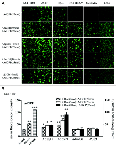 Figure 1. RCAd enhanced RDAd-carried GFP expression in cancer cells. The representative pictures of GFP expression. The different type of tumor cells were infected with 25 MOI of Ad-EGFP alone or co-infected with Ad-EGFP (25 MOI) and different RCAd (10 MOI) and the pictures were taken by epi-fluorescence microscopy (A). FACS analysis of GFP expression. The NCI-H460 cells were infected with different MOI of AdGFP (25, 50, and 100 MOI) and co-infected with Ad-EGFP (25 MOI) and different RCAd (2, 5, and 10 MOI). The mean fluorescent intensity of GFP was analyzed by FACS 72 h after infection. Data were average of 3 individual wells for each viral vector infection and at least 3 times of infection (B). *P < 0.05, **P < 0.01, ***P < 0.001.