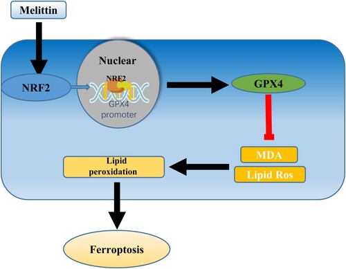 Figure 6. Graphical abstract. A model of renal injury was created by inhibiting lipopolysaccharide with melittin. Melittin promotes the expression of GPX4 by facilitating the nuclear translocation of NRF2, enhancing antioxidant capacity, reducing ferroptosis, and ultimately mitigating sepsis-induced acute kidney injury.