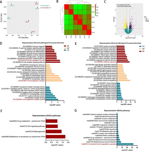 Figure 3. The comparison of transcriptomic data between ACLF-1 and ACLF-2/3. (A) Principal component analysis of subjects in the ACLF-1 and ACLF-2 groups. (B) Hierarchical clustering analysis of subjects in theACLF-1 and ACLF-2 groups. (C) The volcano plot between ACLF-1 and ACLF-2/3. GO enrichment analysis of the up-regulated DEG (D) and down-regulated DEG (E). KEGG enrichment analysis of the up-regulated DEG (F) and down-regulated DEG (G). Patients 1, 3, and 6 belong to ACLF-1, and patients 2, 4, and 5 belong to ACLF-2., Abbreviations: ACLF, acute-on-chronic liver failure; GO: gene ontology; KEGG: Kyoto Encyclopedia of Genes and Genomes; DEGs, differentially expressed genes;