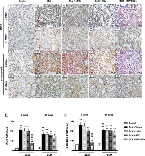 Figure 5. Representative photomicrographs of immunoreactivity of iNOS and c-caspase 3 antibodies. (A1–A5) and (B1–B5) Immunoreactivity to iNOS antibody in lung tissue sections of animals euthanized 3 days and 21 days after BLM challenge, respectively. (C1–C5) and (D1–D5) immunoreactivity to c-caspase 3 antibody in lung tissue sections of animals euthanized 3 days and 21 days after BLM challenge, respectively. The scale bar represents 100 μm. (E, F) Quantitative data obtained after morphometric analysis of the integrated optical density (IOD) of iNOS and c-Caspase 3 expressed as arbitrary units (A.U.). Data are presented as the means ± S.D. Difference between groups (n = 8/group) at the same time point was analyzed by one-way ANOVA followed, when significant, by Tukey post-hoc test. *p < .05, **p ≤ .001 compared with control; #p < . 05, ##p ≤ .001 compared with BLM + vehicle group; €p < .05, €€p ≤ .001 compared with BLM + RSV group. Difference of data between acute (day 3) and chronic (day 21) BLM + vehicle groups was analyzed by unpaired t-test, where ¥p < .05, ¥¥p ≤ .001.