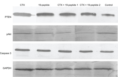 Figure 5 Western blotting revealed different protein expression in all four intervention groups relative to that in the control group. PTEN and caspase 3 were increased after treatment with cyclophosphamide and/or Chalone 19-peptide. pAkt expression was decreased in the treatment group.