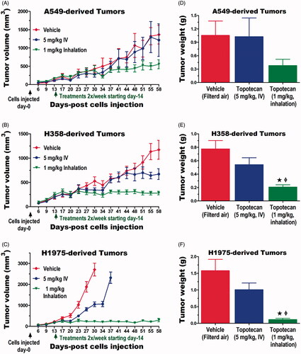 Figure 3. Inhalation delivery of topotecan leads to superior efficacy against lung tumors at distant sites than IV delivery. The growth of tumors derived from (A) the KRAS mutant A549, (B) the KRAS and EGFR wildtype H358, and (C) the EGFR mutant H1975 human NSCLC cell lines revealed a superior efficacy of 1 mg/kg inhaled topotecan compared to 5 mg/kg IV topotecan. (D, E) The average weights of these tumors obtained at the end of the study further confirmed the tumor measurement data. Significant differences (p<.05) from vehicle control and IV topotecan treated groups are shown as * and ϕ, respectively.