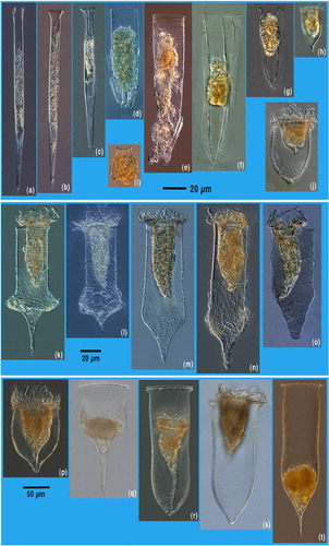 Fig. 4 Tintinnid species encountered in the Amundsen Sea samples. (a) Salpingella laackmanni, (b) Salpingella decurtata, (c) Salpingella faurei, (d) Laackmanniella naviculaefera, (e) Laackmanniella prolongata, (f) Amphorellopsis quinquelata, (g) Amphorides laackmanni, (h) Acanthostomella obtusa, (i) Codonellopsis pusilla, (j) Epiplocylcoides reticulata; (k) Codonellopsis gaussi, (l) Codonellopsis gaussi, (m) Codonellopsis gaussi forma globosa, (n) Codonellopsis gaussi forma cylindricoconica, (o) Condonellopsis gaussi forma coxiella, (p) Cymatocylis affinis/convallaria, (q) Cymatocylis affinis/convallaria forma calcyformis, (r) Cymatocylis affinis/convallaria forma subrotundata, (s) Cymatocylis affinis/convallaria forma drygalski and (t) Cymatocylis affinis/convallaria forma cylindrica. Note that some species agglutinate diatoms; the diatoms are not necessarily the most abundant according to Wasik et al. (Citation1996).