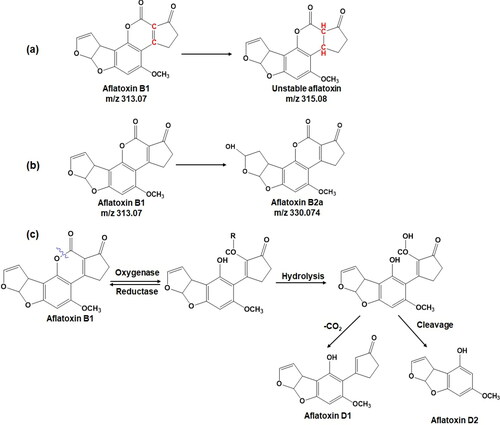 Figure 3. Proposed aflatoxin B1 degradation pathways. (a) F420-mediated aflatoxin B1 conversion (Taylor et al. Citation2010); (b) Enzymatic aflatoxin B1 conversion into aflatoxin B2a by terminal furan ring hydration (Wu et al. Citation2009); and (c) Hypothetical aflatoxin B1 degradation scheme by oxidoreductase (Afsharmanesh et al. Citation2018).