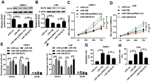 Figure 6 MiR-188 suppressed NPC cell growth via regulation of ELF2. (A and B) The ELF2 protein level was detected in C666-1 (A) and 5-8F (B) cells transfected with miR-con, miR-188, miR-188 + pcDNA3.1(+), or miR-188 + ELF2, respectively. (C and D) Cell proliferation was assessed using MTT assay in C666-1 (C) and 5-8F cells (D). (E and F) Cell numbers in G0-G1, S, or G2-M were analyzed in C666-1 (E) and 5-8F (F) cells. (G and H) Flow cytometry analysis was conducted to analyze cell apoptosis rate in C666-1 (G) and 5-8F (H) cells. *P<0.05, **P<0.01 and ***P<0.001.