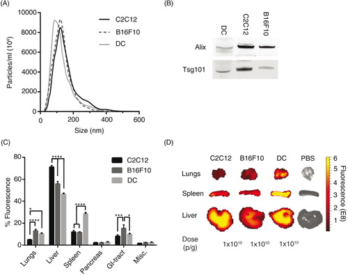 Fig. 4.  The biodistribution of EVs differs between cell sources. (A) Particle distribution of DiR-labelled EVs from mouse C2C12-, B16F10- and DC-cells measured by NTA. (B) Western Blot stained against Alix and Tsg101 of EVs from C2C12-, B16F10- and DC-cells (whole WB-membranes in Supplementary Fig. 7). (C) The percentage of fluorescent signal in each organ after injection of 1.0×1010 p/g DiR-labelled EVs from the 3 different mouse cell types (Absolute fluorescent signals are plotted in Supplementary Fig. 8). Misc.=brain, heart, kidneys and quadriceps muscle. (D) Representative spleen, liver and lung IVIS images from mice injected with EVs from the 3 different mouse cell sources and PBS-treated control. N=4, in C *represents p=0.05, ***p=0.001 and ****p=0.0001. The results represent mean+SEM.