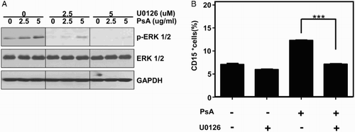 Figure 3 ERK/MAPK signaling pathway might be involved in PsA induced differentiation in K562 cells (A) K562 cells were pretreated with either vehicle or U0126 for 30 minutes then exposed to PsA. Western blotting was performed to assess the expression of ERK and phosphorylated ERK. (B) CD15+ cells were detected with or without U0126 before exposed to PsA by FCAS. Results represent the mean ± SD of at least three independent experiments for each cell line. Con: control, PsA: Pulsatilla saponin A, **P < 0.01, ***P < 0.001 compared to the untreated groups.