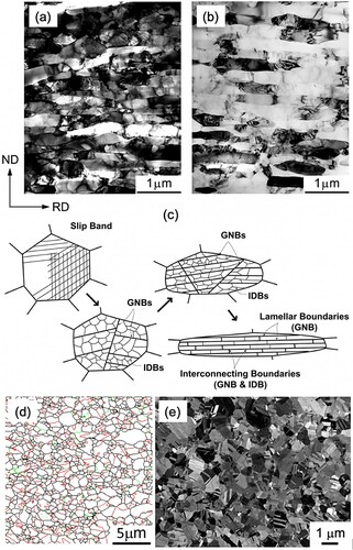 Figure 24. (a, b) Typical ultrafine-grained microstructures obtained by severe plastic deformation: (a) IF (interstitial free) steel and (b) pure aluminum  (99%) processed by accumulative roll-bonding for 6 cycles at 773 K and room temperature, respectively [Citation478]. (c) Schematic illustration of the formation of an ultrafine lamellar structure by the grain subdivision mechanism [Citation177,Citation178]. (d) Recrystallized ultrafine-grained structures of Fe-22Mn-0.6C (wt%) steel with average grain size of 580 nm processed by repeated cold rolling and annealing [Citation487]. (e) Recrystallized microstructure of CoCrFeNi equiatomic medium-entropy alloy with average grain size of 163 nm, processed by high-pressure torsion and annealing [Citation493].