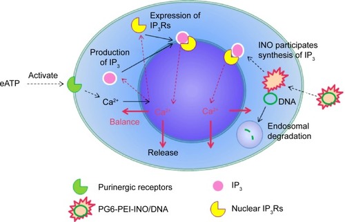 Figure 10 Prediction of eATP function during the delivery of plasmid DNA with PG6-PEI-INO as mediator.Abbreviations: eATP, extracellular adenosine triphosphate; INO, myo-inositol; IP, inositol polyphosphate; IP3R, inositol 1,4,5-trisphosphate receptor; PEI, polyethylenimine; PG6, polyglycerol.