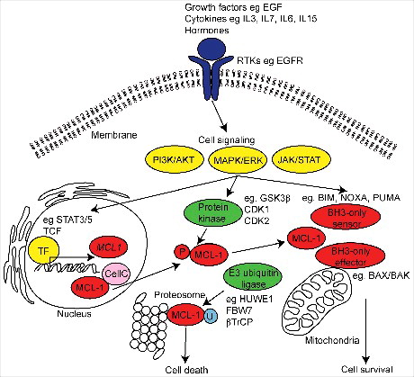 Figure 1. Schematic diagram of MCL-1 regulation and function. MCL-1 is induced by a variety of extracellular receptor tyrosine kinases (RTKs) (purple), growth factors, stress induced cytokines and hormones resulting in the activation of intracellular signals (yellow) and inducing the transcription of MCL-1 mRNA by target transcription factors (TF). MCL-1 activity and stability is regulated by E3 ubiquitin-ligase and protein kinase induced phosphorylation (P) during post-translational processing. The best recognized function of MCL-1 is its role in maintaining cell survival via interaction with the intrinsic apoptotic machinery at the mitochondria. MCL-1 can also participate in the regulation of mitochondrial structure and function, cell cycle (CellC) and DNA damage mechanisms. In diseased and damaged cells, MCL-1 can be ubiquitinated (U) and targeted for degradation at the proteasome resulting in cell death.