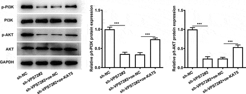 Figure 7. Overexpression of KAT5 crippled the impacts of VPS72 silencing on the PI3K/AKT signaling in HuH7 cells. Analysis of p-PI3K, PI3K, p-AKT and AKT expression using western blot analysis. Results were generated from three independent experiments and data were expressed as mean ± standard deviation (SD). ***P < 0.001.