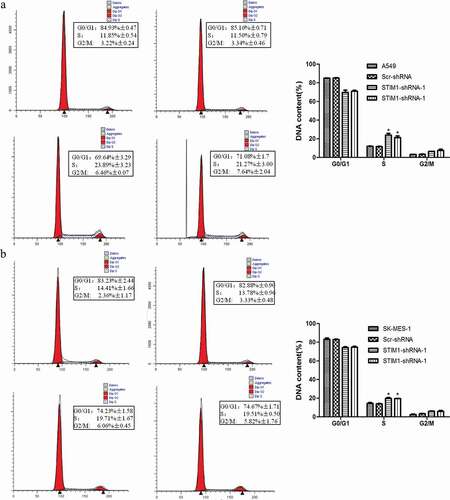 Figure 4. Knockdown of STIM1 expression induced cell cycle block in NSCLC cells. The cell cycle distribution was investigated in A549 and SK-MES-1 cells with STIM1 knockdown and it was observed that the S and G2/M phase population was markedly increased, while the G0/G1 phase population was significantly decreased compared with their controls. (a) Flow cytometric assay for A549 cells. (b) Flow cytometric assay for SK-MES-1 cells. *p < 0.05 by Student’s t-test. STIM1, stromal interaction molecule 1.