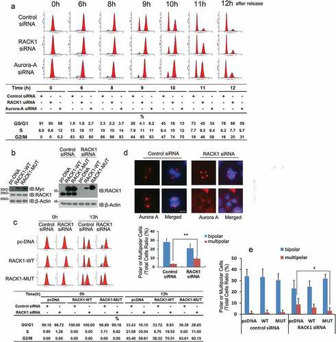 Figure 4. RACK1 is essential for mitotic entry and bipolar spindle assembly. (a) RACK1 is essential for mitotic entry. HeLa cells treated with control siRNA, RACK1 siRNA or Aurora-A siRNA were synchronized by using double thymidine block, and then harvested at various time points, and cell-cycle progression was monitored by flow cytometry using propidium iodide staining. (b) Exemplar western blot of RACK1 in the HeLa cells stably expressing pcDNA3.1, RACK-WT or RACK-MUT. Exemplar western blot of endogenous RACK1 and Myc-RACK1 in the stable lines mentioned above with treatment of either control siRNA or RACK1 siRNA. (c) The HeLa cells stably expressing pcDNA3.1, RACK-WT or RACK-MUT were synchronized and then transfected with either control siRNA or RACK1 siRNA in the interval between the two thymidine blocks.13hr after the release, half of the cells were analyzed by western blot using the RACK1 antibody. Another half of the cells were analyzed by flow cytometry. (d) RACK1 is essential for bipolar spindle assembly. Hela cells treated with control siRNA or RACK1 siRNA were synchronized by using double thymidine block, and then analyzed by Immunofluorescence staining using indicated antibodies. The percentages of cells with abnormal mitotic spindles were quantified. Scale bar: 10 µm. (e) The overexpression of RACK1 can rescue the defect of abnormal spindle assembly. The HeLa cells stably expressing pcDNA3.1, RACK-WT or RACK-MUT were synchronized and then transfected with either control siRNA or RACK1 siRNA in the interval between the two thymidine blocks. The percentages of cells with abnormal mitotic spindles were quantified after immunofluorescence staining.