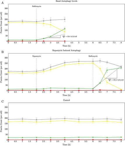 Figure 3. The change over time in autophagosomes (•), autolysosomes (•), lysosomes (•) and total green and yellow puncta (•). (a) Pool sizes of the 3 autophagic intermediates under basal conditions (0 to 2 h) and after inhibition of fusion with 400 nM BAF at 2 h; (b) Enhanced autophagy after 25 nM rapamycin treatment at 2 h and after inhibition of fusion with 400 nM BAF at 6 h; (C) Control: pool sizes of the 3 autophagic intermediates under basal conditions (0 to 8 h). From the initial slope of accumulation of autophagosomes the autophagosome flux was calculated for Jbasal as 25.4 autophagosomes/h/cell and Jinduced as 105.4 autophagosomes/h/cell. Representative images are shown in Supplementary Figs. S1, S2 and S3. (n = 10.).