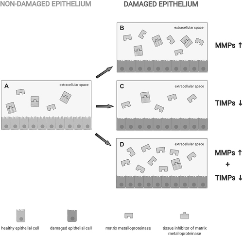 Figure 2 Schematic view of situations in which MMP is either controlled or not by tissue inhibitors of MMPs (TIMPs). (A) In physiological conditions, TIMPs form with MMPs reversible complexes in a 1:1 ratio thereby controlling MMP activity. Within inflammatory microenvironment, the TIMP/MMP ratio can be decreased by overexpression of MMPs without a parallel increase of TIMPs (B), a sudden decrease in the expression of TIMPs (C) or increased MMP concentration that is accompanied by concomitant decrease in TIMP levels (D).