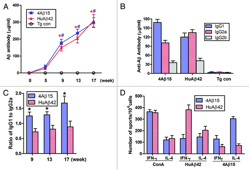 Figure 1. Generation of immune responses in APP/PS1 mice immunized with 4Aβ1-15 peptide plus MF59. (A) Aβ antibody titers were measured by ELISA. Data are presented as mean ± SD of Aβ antibodies (μg/ml). One-way ANOVA followed by post hoc comparison revealed significant differences in anti-Aβ titers of 4Aβ1-15-immunized group when comparing week 9 to weeks 13 or 17 (n = 9, *P <0.01). The same trend was observed in human Aβ42-immunized group (n = 9, #P < 0.01). (B) Detection of IgG1, IgG2a and IgG2b subclasses of anti-Aβ antibodies in mice immunized with the vaccines. Isotyping in sera from immunized mice after the final immunization. (C) The results revealed significant differences of the ratio of IgG1 and IgG2a between 4Aβ1-15 vs. Aβ42-immunized group at each week shown (n = 9, *P <0.01). (D) Lymphocytes from APP/PS1 mice immunized with Aβ42 or 4Aβ1-15 were individually isolated and cultured then stimulated with ConA (5 μg/ml), 4Aβ1-15 or Aβ42 (20 μg/ml) for 36 h. The number of IL-4 and IFN-γ positive T cells in immunized mice detected by ELISPOT. Data were presented as mean ± SD of each cytokine. There was no significant difference between vaccine-treated groups for levels of each cytokines after in vitro ConA challenge. However, there was a significant difference between groups in cytokine levels of IL-4 and IFN-γ after 4Aβ1-15 or Aβ42 challenge.