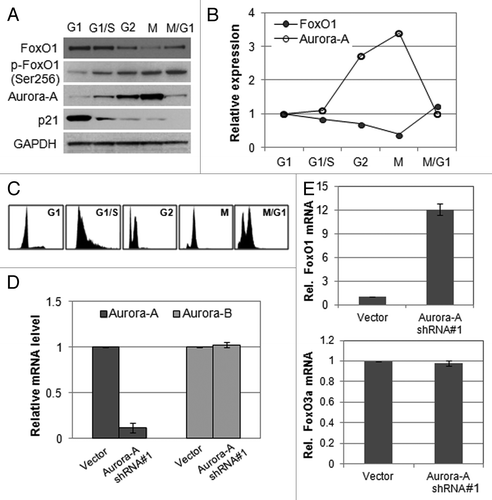 Figure 1. Expression of FoxO1 and Aurora A kinase is inversely related. (A) Western blot analysis of total FoxO1, phospho-FoxO1 (S256), p21 and Aurora A expression at different cell cycle stages in HepG2 cells. Equal loading of protein was confirmed by GAPDH. (B) Quantitative real-time PCR of FoxO1 and Aurora A expression at different cell cycle stages of HepG2 cells. RNA levels were normalized to GAPDH. (C) Cell cycle phases of HepG2 cells were confirmed by FACA analysis. (D) Knockdown of Aurora A was confirmed by quantitative real-time RT-PCR. The graph represents means ± SD for the change in the mRNA level relative to GAPDH from three independent experiments. (E) Expression of FoxO1 and FoxO3a in Aurora A-knockdown cells was measured by quantitative real-time RT-PCR. GAPDH expression was examined as an internal control. Data represent the means ± SD of three independent experiments.