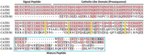 Figure 5. Amino acid sequences of chicken cathelicidins, with conserved sequences highlighted in red and cysteine residues highlighted in yellow (Zhang and Sunkara Citation2014)