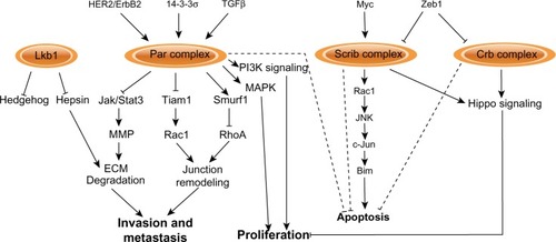 Figure 5 Signaling pathways regulated by apical–basal polarity complexes.