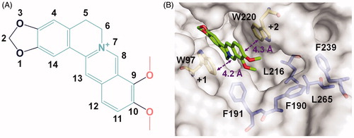 Figure 1. Crystal structure of SmChiB in complex with berberine. (A) Structure of berberine. The conjugate tetracycle plane is shown in green-cyan, the 9-O-methoxy and 10-O-methoxy moieties are shown in pink. (B) Binding mode of berberine in the active pocket of SmChiB. Berberine is shown in stick representation with carbon atoms in green. The aromatic residues that stack with berberine are labelled and shown in stick representation with carbon atoms in yellow. The amino residues forming the hydrophobic cavity extended near the +2 subsite are labelled and shown as stick representation with carbon atoms in blue. The numbers indicate the subsite to which the berberine is bound.