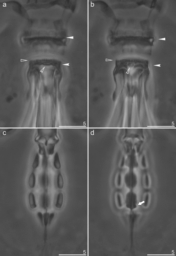 Figure 6. Mesobiotus mandalori sp. nov. —PCM images of oral cavity armature (OCA) and placoid morphology: (a) — dorsal view of OCA (paratype); (b) — ventral view of OCA (paratype); (c) — dorsal view of placoid morphology; (d) — ventral view of placoid morphology. Filled flat arrowheads indicate peribuccal lamellae; empty flat arrowheads indicate the first band of teeth; filled indented arrowheads indicate the second band of teeth; filled indented arrowheads indicate the third band of teeth, filled arrows indicate the middle ridge dorsal and ventral respectively; empty arrows indicate subterminal constrictions in the third macroplacoid. Scale bars in μm.