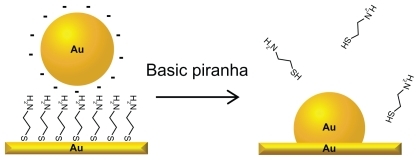 Figure 1 Schematic illustration of the fabrication process of the nanostructured gold surface: citrate protected gold nanoparticles are electrostatically immobilized to a self-assembled monolayer of cysteamine. After washing in basic piranha solution, the particles are integrated with the gold substrate and the cysteamine is desorbed, leaving a clean gold surface.