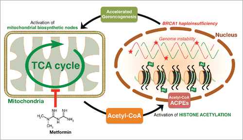 Figure 2. Metformin targets the metabolic control of histone acetylation. The metabolic facet of BRCA1 haploinsufficiency involves alterations in critical metabolic factors for de/methylation, de/acetylation or de/phosphorylation in the nuclear epigenome including acetyl-CoA. Metformin's ability to markedly restrict the production of mitochondrial-dependent biosynthetic intermediates by reducing the anaplerotic flux of glucose, glutamine, and likely branched-chain amino acids into the TCA cycle ultimately impacts on the intracellular concentration of the epigenetic metabolite acetyl-CoA. The change in histone acetylation status occurring in response to metformin might reflect its ability to regulate acetyl-CoA levels. The finding that histone acetylation changes during the metabolic stress imposed by metformin supports the notion that directing metabolism to modulate the epigenetic landscape could be a promising therapeutic strategy for the management of aging-driven diseases including cancer.