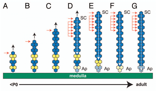 Figure 8 Hypothetical formation of a blue (β-gal-positive) stripe spanning the whole adult adrenal cortex by a combination of edge-biased growth and centripetal cell displacement. Diagram showing initial edge-biased growth (A–C) followed by transition (D) to stem cell maintenance (E–G) in the adrenal cortex. (A–C) show the production of a blue (β-gal-positive) stripe in the outer adrenal cortex, driven by the onset of edge-biased growth (as in Fig. 7A), leaving a mosaic region in the inner cortex (perhaps in the X zone). The horizontal arrows indicate the proliferating cell(s), and the vertical black arrows indicate increased radial growth. (E–G) show extension of the blue stripe toward the medulla by production of new cells in the outer cortex, balanced by loss of cells in the inner cortex following the onset of tissue maintenance. Activated stem cells in the outer cortex (single horizontal arrow) self-renew, produce more differentiated daughter cells (probably equivalent to transient amplifying cells), which move centripetally, divide in the outer third of the cortex and displace existing cells toward the medulla, where they finally die by apoptosis (indicated by stippled shading of the bottom three cells). The grouped horizontal arrows represent the region of the cortex where cells proliferate (see text). The white arrow shows the direction of cell displacement and points to the same cell as it is displaced centripetally until it undergoes apoptosis. This process erodes the original mosaic pattern remaining in the inner cortex and replaces it with a continuous blue stripe, which spans the whole cortex. (D) shows a hypothetical transition stage between adrenal growth and maintenance, where the adrenal cortex is still growing, but stem cells have become activated in the outer cortex. some daughter cells also divide in the outer half of the cortex (so broadening the proliferative zone to include the ZG and the outer ZF), and cell death begins in the inner cortex, adjacent to the medulla. Ap, apoptosis (cell death); SC, stem cell. In greyscale prints of the figure, blue hexagons appear dark, and yellow hexagons appear light.