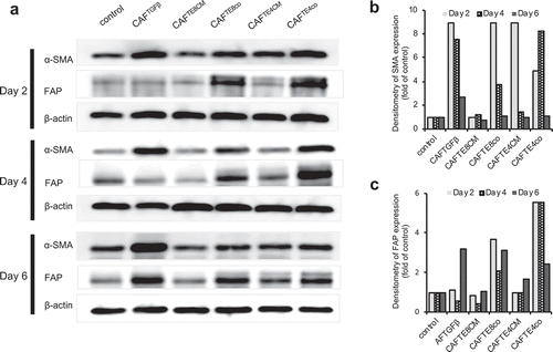 Figure 3. Pattern of αSMA and FAP expression in activated fibroblasts. (a) Western blot analysis showing the expression of αSMA and FAP over time in fibroblasts stimulated by different experimental conditions. (b and c) Quantification of western blot data (a) showing the αSMA and FAP expression relative to that of the control.