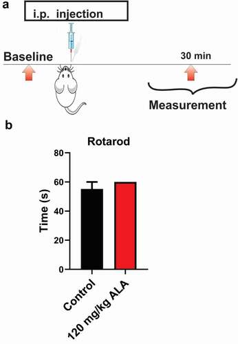 Figure 2. Systemic ALA in a dose of 120 mg/kg i.p does not affect motor performance in rats