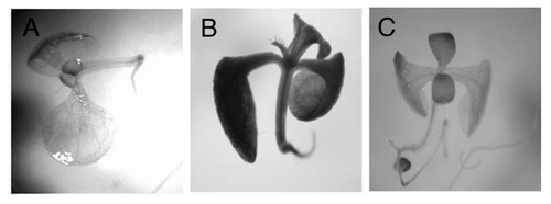 Figure 1 GUS expression in transgenic Arabidopsis seedlings harboring a GUS reporter gene driven by the PAP1 promoter (PAP1pro:GUS rep). Nine day-old seedlings were transferred to 0 (A) and 60 mM (B and C) Suc in the presence of 10 µM DCMU (C) and then exposed to white light (140 µmolm−2s−1) for 48 hours.