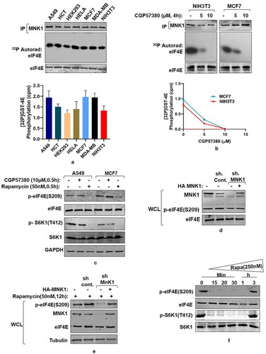 Figure 4. MNK mediated eIF4E Phosphorylation is a rapamycin-activated response (a) Assessment of MNK1 kinase activity state in cancer and non-transformed cell lines. Indicated cancer cell lines and non-transformed HEK293 and NIH3T3 cells were grown in 90 mm culture dishes, lysed and MNK1 immunoprecipitated. MNK1 kinase activity was monitored by using GST-4E as a substrate. Quantitation represents average results of three independent experimental series. Error bars denote SEM. (b) Effect of MNK1 inhibitor (CGP57380), used in indicated concentrations and for indicated time periods, was assessed on the kinase activity of MNK1, extracted from NIH3T3 and MCF7 cell lines as described in (A). Quantitation represents average results of three independent experimental series. (c, d) MNK1 is not the primary kinase for eIF4E Cell lysates obtained from indicated cell lines were treated with CGP57380 (10 µM) and rapamycin (50 nM) for 30 minutes prior to lysis. The lysates were immunoblotted and analyzed for phospho-eIF4E and phospho S6K1 levels (c). HEK293 cells were infected with MNK1 shRNAs to generate MNK1 knockdown cell line. Scrambled shRNA was used as control. Additionally, 1 µg each of HA-MNK1 encoding plasmid was transfected in MNK1shRNA cell line to rescue its knock down effect. The cells were grown in serum supplemented DMEM media for 60 hours after transfection. Cells were lysed in ice-cold lysis buffer. The lysates obtained were immunoblotted and analyzed for phospho-eIF4E levels (d). (e-f) MNK1 is a rapamycin activated eIF4E kinase. HEK293 cells were infected with control or MNK1 shRNA as described in (D). Prior to lysis, the cells were treated with 50 nM rapamycin for 12 hours. The lysates obtained were assessed for phospho-eIF4E levels (e). HEK293T cell lines were treated with 250 nM rapamycin for indicated time periods before lysis. The lysates were immunoblotted and analyzed for phospho-eIF4E and phospho S6K1 levels (f)