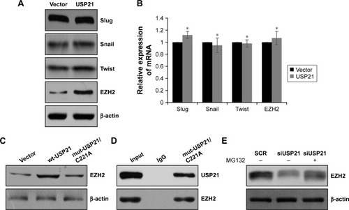 Figure 5 USP21 stabilizes EZH2 through its ubiquitinase activity.