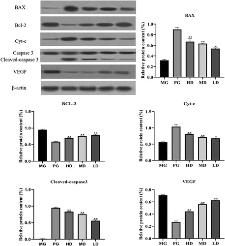 Figure 3. Relative protein expression of Bcl-2-associated X protein (Bax), B-cell lymphoma-2 (Bcl-2), cytochrome C (Cyt-c), caspase-3, cleaved caspase-3 and vascular endothelial growth factor (VEGF) in tumor tissues. β-actin was used as a control. Data are presented as means ± SD (n = 10). * p < 0.05, ** p < 0.01 compared with the model group.