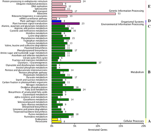 Figure 4. Pathway assignment of the unigenes based on the Kyoto Encyclopedia for Genes and Genomes (KEGG) database.