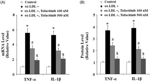 Figure 4. Tofacitinib suppresses ox-LDL-induced production of the pro-inflammatory cytokines TNF-α and IL-1β. HAECs were stimulated with 100 mg/L ox-LDL in the presence or absence of tofacitinib (100, 500 nM) for 24 h. (A) Real-time PCR analysis of TNF-α and IL-1β; (B). ELISA analysis of TNF-α and IL-1β (*, p < .01 vs. vehicle control; #, p < .01 vs. ox-LDL group, $, p < .01 vs. ox-LDL + 100 nM tofacitinib group, ANOVA, n = 5–6).