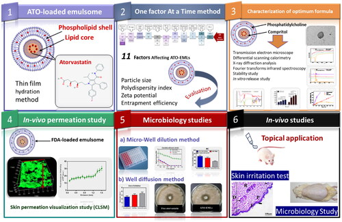 Scheme 1. Study design: Phase 1 represents the formulation of atorvastatin-loaded emulsome, Phase 2 illustrates studying factors affecting ATO-EMLs using OFAT design and evaluating formulae for the best selection, Phase 3 shows further characterization for optimum formula, Phase 4 proves skin permeation by in vivo visualization study, Phase 5 represents microbiology studies to evaluate the antifungal activity of atorvastatin, Phase 6 assigned for the in vivo studies.