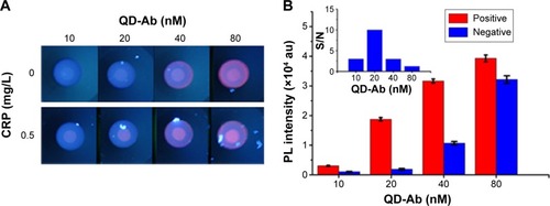 Figure 4 Optimization of the detection conditions for PEGylated QDs-based immunofiltration assay for CRP.Notes: Typical images (A) and quantitative fluorescent response (B) of QDs-base immunofiltration assay for negative (0 mg/L) and positive (0.5 mg/L) CRP samples in serum using different concentrations of QDs conjugates. The inset figure in (B) shows the signal/noise (S/N) ratio calculated from the PL intensity ratio of positive to negative samples under different concentrations of the QDs conjugates. (5 µL of CRP samples in serum added to 200 µL of different concentration of QD conjugates solution, then 120 µL aliquot was loaded into IFA pad.)Abbreviations: QD, quantum dot; Ab, antibody; IFA, immunofiltration assay; CRP, C-reactive protein; PEG, polyethylene glycol; PL, photoluminescence.