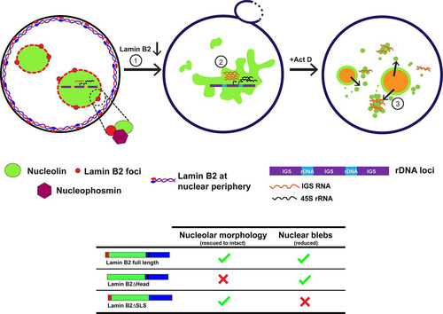 FIG 8 Model depicting a role for lamin B2 in modulating nucleolar structure and function. Lamin B2 is localized predominantly at the nuclear periphery. However, lamin B2 also localizes at the nucleolar border and potentially interacts with nucleolin and NPM1. Lamin B2 depletion shows disrupted nucleolar morphology (1) and increased expression of 45S rRNA and intergenic sequence RNA (IGS RNA) (2). Lamin B2-depleted cells treated with actinomycin D (Act D) have increased nucleolin-IGS RNA aggregates that persist in the nucleoplasm (3). The lamin B2 head domain is required for the maintenance of intact nucleolar morphology, while the lamin B2 SLSATGR amino acid sequence is required for maintaining bleb-free nuclei.