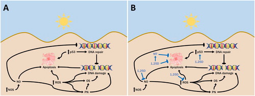 Figure 1. Cellular consequences of UV exposure and 1,25D. A. Ultraviolet radiation causes both direct DNA damage, as well as indirect DNA damage through UV-generated reactive oxygen species (ROS). Exposure to UV can also activate nitric oxide synthase (NOS) in the skin, increasing nitric oxide (NO) levels, which can contribute to DNA damage and also inhibit its repair. NO may combine with UV-induced superoxide to form peroxynitrite (PN), causing oxidative stress and DNA damage. UV-induced activation of p53 can facilitate DNA repair or apoptosis if the DNA is irreparably damaged, to avoid replication of cells with damaged DNA. B. 1,25D is produced in skin cells following exposure to UV. It appears to serve a photoprotective role in inhibiting levels of UV-induced DNA damage while also increasing levels of p53, which facilitates DNA repair. This is coupled with the ability of 1,25D to reduce levels of NO products as well as ROS in skin cells, which would reduce levels of indirect DNA damage and interrupt the inhibitory effect of NO on DNA repair.