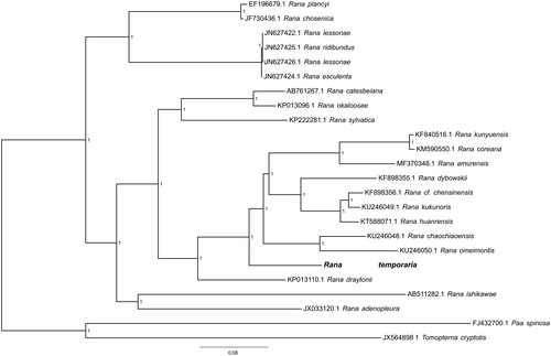Figure 1: Bayesian phylogeny tree of relationships among 24 Ranoidea mitogenomes through whole genome-wide alignments constructed by HomBlocks. Bayesian posterior probability values (PP) are shown besides corresponding nodes.