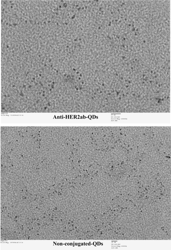 Figure 1 TEM image of quantum dots (QDs) and anti-HER2ab-QDs. Bar size is 20 nm in both images and analysis was done at 200 kv.