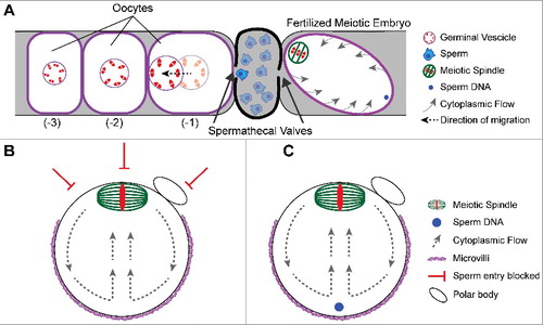 Figure 2. Mechanisms governing sperm entry site. (A) Schematic of a C. elegans germline depicting the spatial separation of oocytes from sperm. Oocytes mature and increase in volume as they become closer to the spermatheca. Once an oocyte becomes the -1 oocyte, the germinal vesicle migrates to the cortex away from the spermatheca. The sperm will fertilize at the cortex closest to the spermathecal valve as it dilates. The sperm is on the opposite side of the meiotic spindle. Despite the cytoplasmic flows around the embryo, the sperm stays at that position. (B) Schematic of a metaphase II mouse oocyte. The meiotic spindle is positioned at the cortex by cytoplasmic flows. The cortical localization of the meiotic spindle prevents microvilli formation and sperm entry. (B) Schematic of a fertilized metaphase II mouse embryo depicting the sperm underlying the microvilli during cytoplasmic streaming.