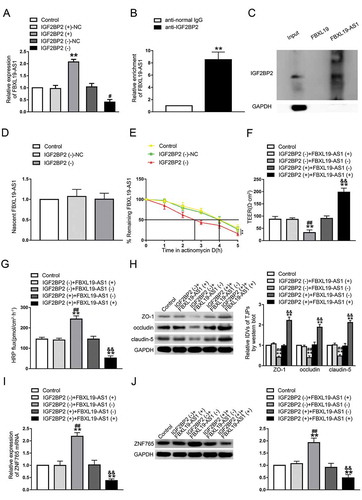 Figure3 Upregulation of IGF2BP2 increased FBXL19-AS1 stability, FBXL19-AS1 participated in the process of IGF2BP2 regulating BTB permeability